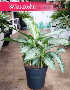 Duża Aglonema Silver Bay, Wielka Aglaonema Silver Bay roślina oczyszczająca powietrze kup z wysyłką do domu
