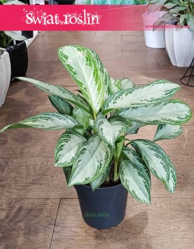 Duża Aglonema Silver Bay kup w sklepie w Krakowie z wysyłką do domu, Wielka Aglaonema Silver Bay