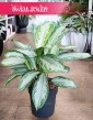 Duża Aglonema Silver Bay kup w sklepie internetowym online z wysyłka, Wielka Aglaonema Silver Bay