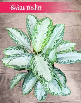 Duża Aglonema Silver Bay, Wielka Aglaonema Silver Bay