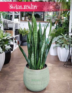 oczyszczająca powietrze Duża Sansewieria Zeylanica, łątwa w uprawie Wielka Sansevieria do kupienia online internetowo