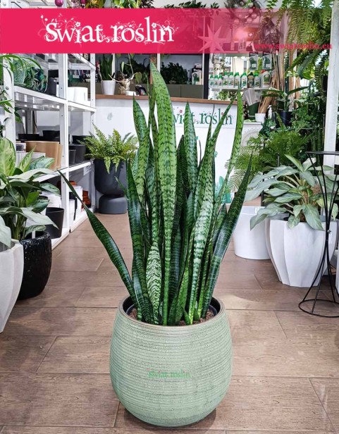 oczyszczająca powietrze Duża Sansewieria Zeylanica, łątwa w uprawie Wielka Sansevieria do kupienia online internetowo