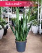 Duża Sansevieria Zeylanica, Wielka Sansewieria Zeylanica