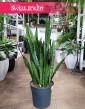 Duża Sansevieria Zeylanica sklep w Krakowie, Wielka Sansewieria Zeylanica sklep Kraków