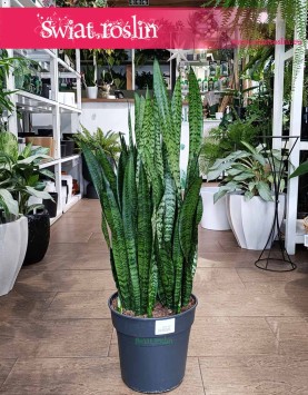 Duża Sansevieria Zeylanicasklep online, Wielka Sansewieria Zeylanica wysyłka roślin