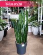 Duża Sansevieria Zeylanicasklep online, Wielka Sansewieria Zeylanica wysyłka roślin