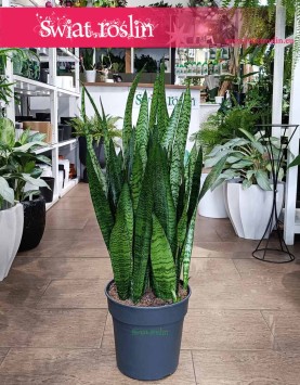 Duża Sansewieria Zeylanica, Wielka Sansevieria Zeylanica sklep online wysyłka pod drzwi