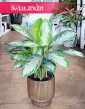 Aglonema Silver Bay, Aglaonema Silver Bay sklep w krakowie wysyłka
