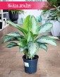 Aglonema Silver Bay, Aglaonema Silver Bay sklep online wysyłka roślin Kraków