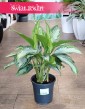 Aglonema Silver Bay, Aglaonema Silver Bay sklep z modnymi rośłinami w Krakowie