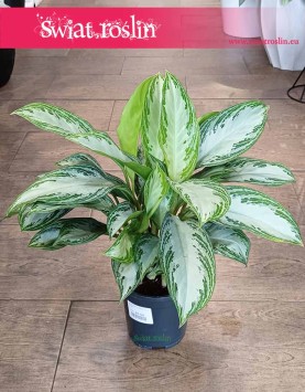 oczyszczająca powietrze Aglonema Silver Bay, Aglaonema Silver Bay kup w sklepie online z dostawą