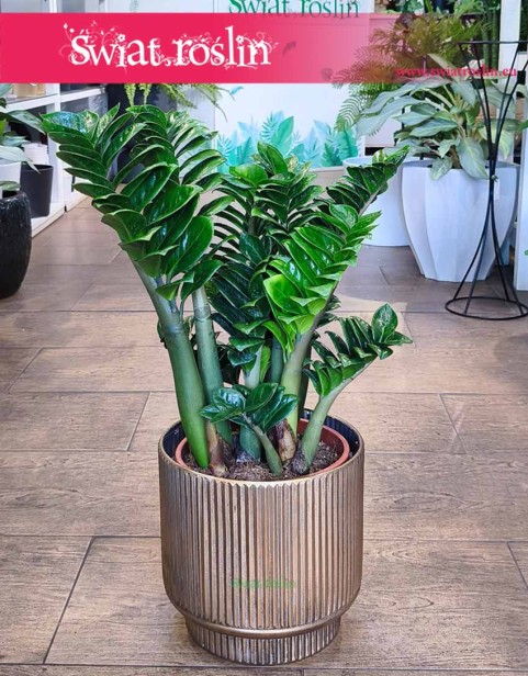Duży Zamiokulkas Zenzi, Wielki Zamioculcas Zenzi