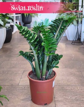 Kup w Krakowie Dużego Zamiokulkasa Zenzi, Wielki Zamioculcas Zenzi