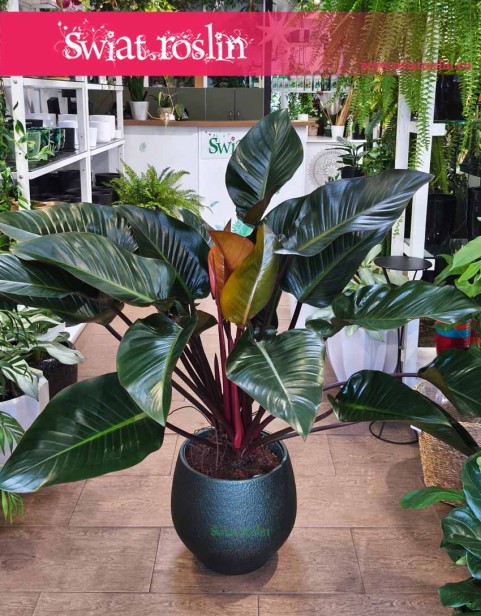 Philodendron Red Beauty, Filodendron Red Beauty