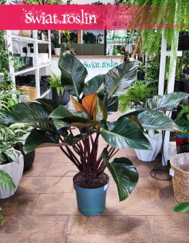Philodendron Red Beauty, Filodendron Red Beauty, piękny filodendron, Philodendron Kraków