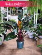 Philodendron Red Beauty, Filodendron Red Beauty, sklep internetowy z roślinami online