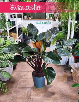 Filodendron Red Beauty, Philodendron Red Beauty, filodendron Duże rośliny doniczkowe sklep online internetowy Kraków