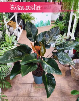 Philodendron Red Beauty, Filodendron Red Beauty, duży filodendron sklep online