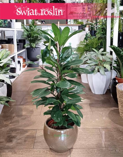 Fikus Cyathistipula, Ficus Cyathistipula, Figowiec Cyathistipula