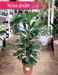 Fikus Cyathistipula, Ficus Cyathistipula, Figowiec Cyathistipula do kupienia w sklepie internetowym online z dostawą