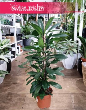Fikus Cyathistipula kup w Krakowie z dostawą w całej Polsce, Ficus Cyathistipula