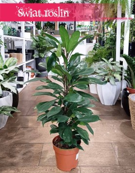 Fikus ‘Cyathistipula’ Ficus