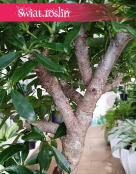 oczyszcająca powietrze Schefflera Arboricola Compacta Drzewko kup w krakowie lub online, Szeflera Compacta w formie drzewka