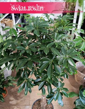 Schefflera Arboricola Compacta Drzewko najlepsza roślina do biura i firmy, Szeflera Compacta w formie drzewka