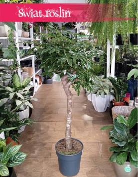 Schefflera Arboricola Compacta Drzewko, Szeflera Compacta w formie drzewka idealna do firmy biura lub sypialni