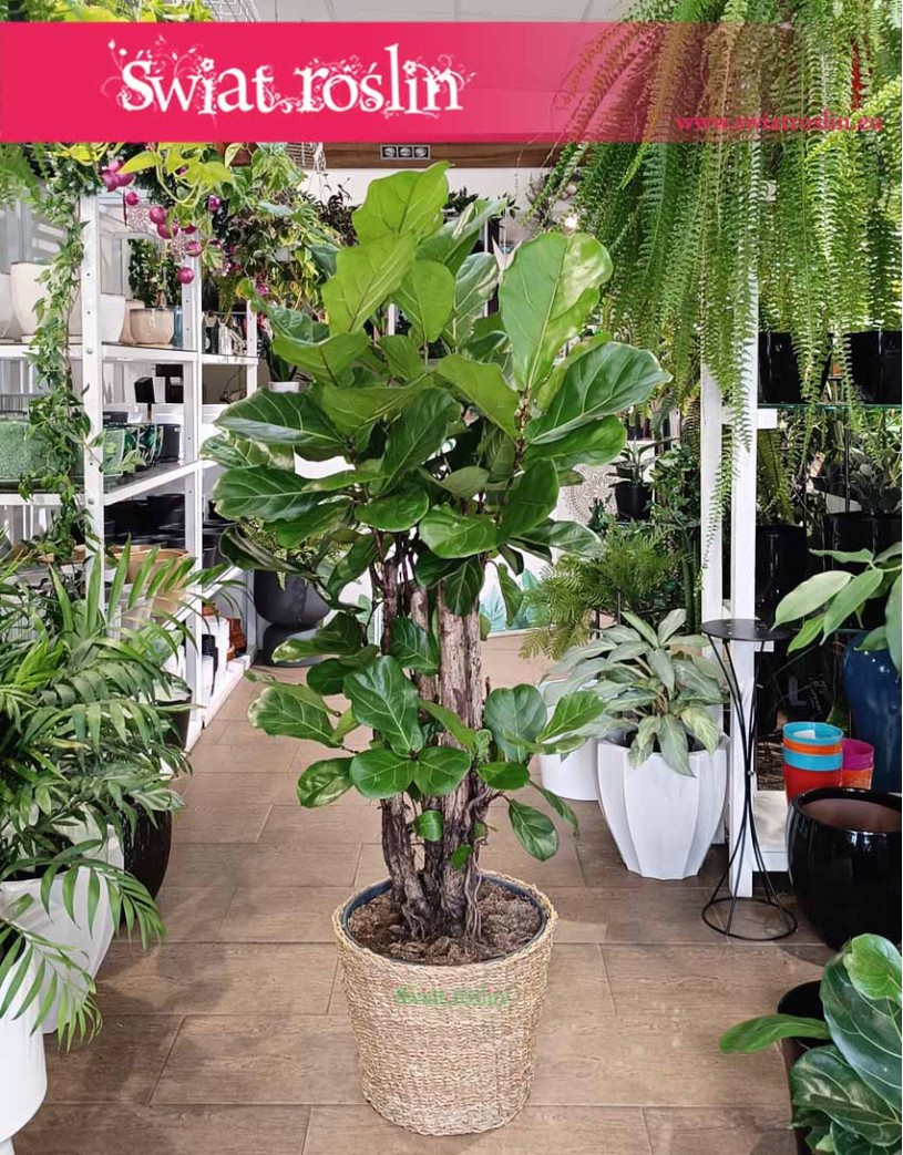 Duży Ficus Lyrata drzewko, Wielki Fikus Dębolistny Drzewko, Duży Figowiec Lirolistny Drzewko, Wielki Fikus Lyrata Drzewko