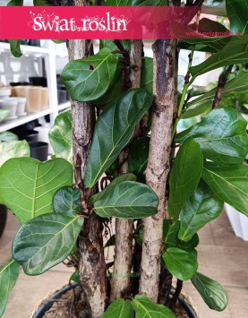 Duży Ficus Lyrata drzewko, Wielki Fikus Dębolistny Drzewko, Wielki Fikus Lyrata Drzewko, sklep Kraków