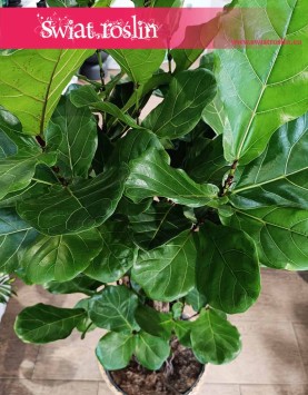 Wielki Fikus Dębolistny Drzewko, Duży Figowiec Lirolistny Drzewko, Wielki Fikus Lyrata Drzewko, kwiaty doniczkowe