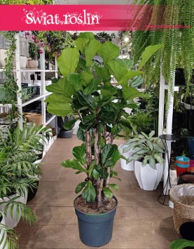 Duży Ficus Lyrata drzewko, Duży Figowiec Lirolistny Drzewko, Wielki Fikus Lyrata Drzewko, Sklep internetowy