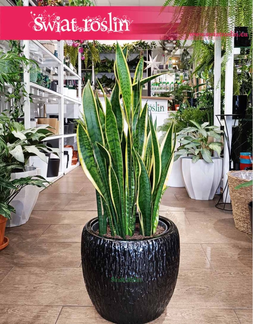 Duża Sansewieria Laurentii, Wielka Sansevieria Laurentii, Wężownica roślina