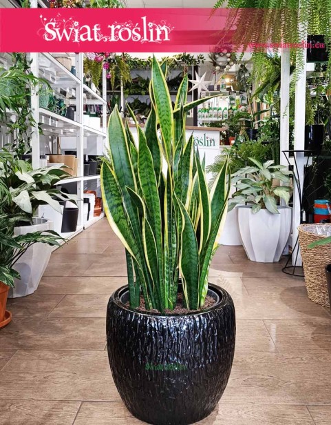 Duża Sansewieria Laurentii, Wielka Sansevieria Laurentii, Wężownica roślina
