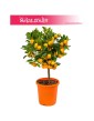 Citrus Mitis, Calamondin, Kalamondyna