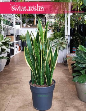 Duża Sansewieria Laurentii, Wielka Sansevieria Laurentii sklep internetowy online w Krakowie