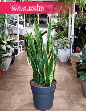 Duża Sansewieria Laurentii, Wielka Sansevieria Laurentii modne rośliny sklep online wysyłka roślin internetowa