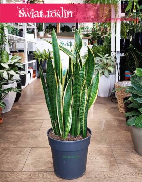 Duża Sansewieria Laurentii, Wielka Sansevieria Laurentii, Wężownica-Roślina z wysyłką do domu