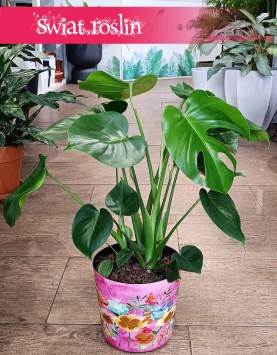 Monstera, Filodendron Dziurawy, Monstera Deliciosa, Philodendron Pertusem, sklep wysyłka roślin