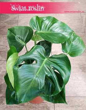 Monstera deliciosa, sklep z roslinami internetowy online, monstera dziurawa