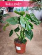 Monstera Deliciosa z wysyłką do domu, Monstera dziurawa, Monstera, Filodendron dziurawy, Philodendron Pertusem