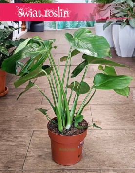 Monstera, Filodendron dziurawy, Monstera dziurawa, Philodendron Pertusem, Monstera Deliciosa