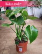 Monstera, Filodendron Dziurawy duży sklep z roslinami w Krakowie