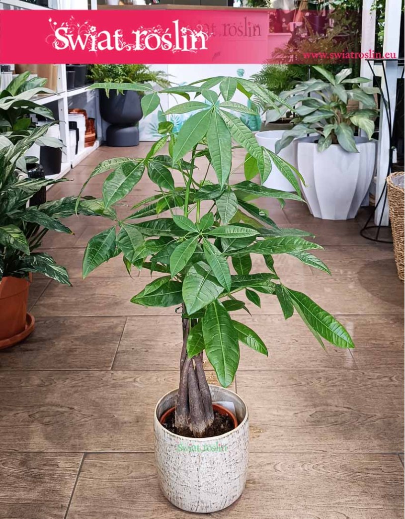 Pachira Aquatica, Pachira wodna