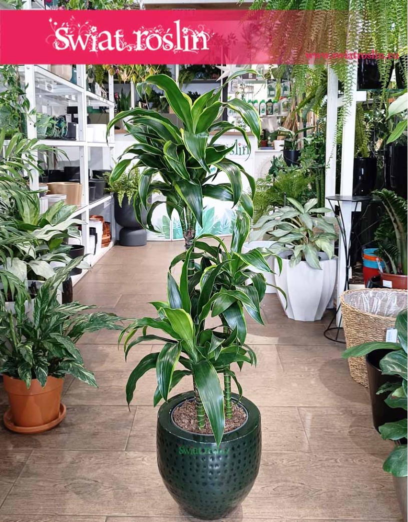 Dracena Wonna dorado - 3 pnie, Dracena Fragrans Dorado - 3 pnie