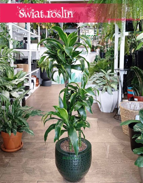 Dracena Wonna dorado - 3 pnie, Dracena Fragrans Dorado - 3 pnie
