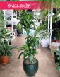 Dracena Wonna dorado - 3 pnie, Dracena Fragrans Dorado - 3 pnie