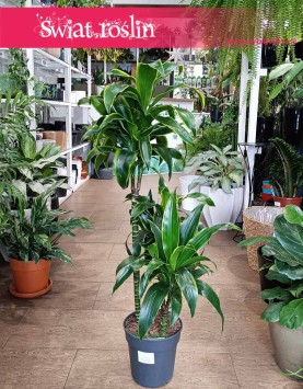 Dracena Wonna dorado - 3 pnie sklep internetowy online wysyłka roślin, Dracena Fragrans Dorado - 3 pnie