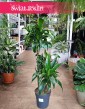 Dracena Wonna dorado - 3 pnie sklep internetowy online wysyłka roślin, Dracena Fragrans Dorado - 3 pnie